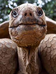80 jahrige schildkrote wird mama wunderweib rezepte abnehmen schildkrote spinatsalat mit erdbeeren