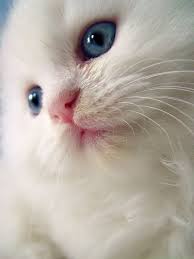 The Cotton Cat Cats Cute Animal Pictures Pretty Cats