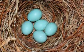 Blue Bird Eggs With Brown Spots Love Baby Birds Oil And Gas Drilling Is Risking Their Births Blue Bird Blue Eggs Bird Nest Painting