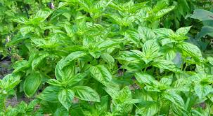 Ia antara pokok yang biasa ditemui di asia tenggara. Herba Herba Yang Boleh Ditanam Di Dalam Rumah Myrokan
