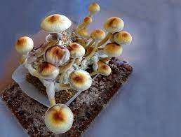 Denver First In U S To Decriminalize Psilocybin Mushrooms Addiction Center