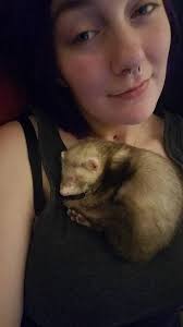 Introduction of Rescued Cats from James River Humane Society