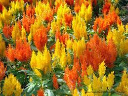 Orange Yellow Celosia Field Orange Yellow Yellow Plants