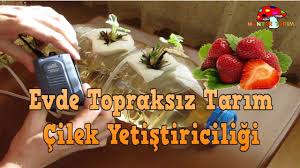 Evde Topraksiz Tarim Cilek Yetistiriciligi Youtube Cilek Tarim Sebze Yetistirme