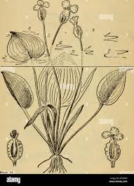 Image result for Ottelia