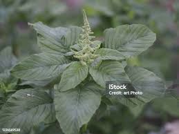 Image result for Amaranthaceae