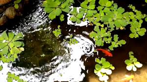 Kolam Kura Kura Dan Ikan Pond For Turtle And Fish Youtube