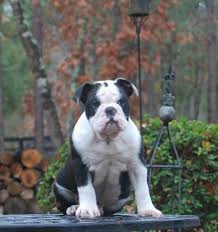 He is a beautiful blue colour with blue eyes and including his head he stands at 29 inches (74cm) and weighs 40kg(80 pounds) so he is very big and yes he is purebred in europe. Olde English Bulldogge Puppy Colors Olde South Bulldogges