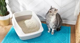 So you'll know when something's up. What To Do When Your Senior Cat Is Not Using The Litter Box