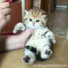 en tatli yavru kediler kedi kedi bakimi beyaz kedi yavru kedi van kedisi kediler ve yavrulari sevimli kedi yavrulari kedi