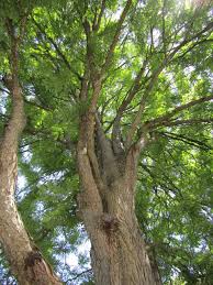 We did not find results for: 26 Great Flowering Trees For Michigan Gardens Progardentips