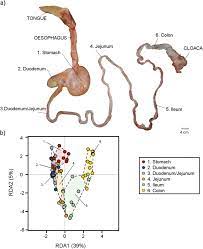 A The Digestive Tract Of A Saltwater Crocodile From Tongue To Cloaca Download Scientific Diagram