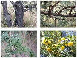 Image result for Rhynchosia genistoides