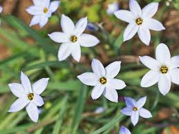 We did not find results for: 20 Star Shaped Flowers For Your Garden Plant Index