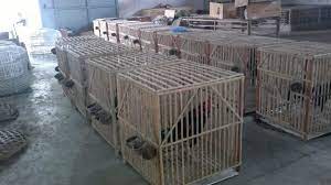 Ukuran kandang umbaran/tenggaran ayam bangkok#081291544784. 19 Model Kandang Ayam Bangkok Kampung Petelur Potong 2021 Dekor Rumah