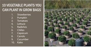 Maybe you would like to learn more about one of these? Fabric Grow Bags Complete Guide To Fabric Pots 2019