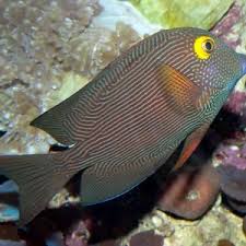 Image result for Oxyanthus strigosus