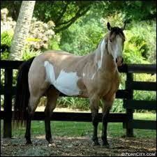 $ buckskin · los angeles, ca copy cat or cc as we call her is a stunning tobiano buckskin mare she stands about teen hands so she is the perfect size for a child or s. Buckskin Overo Horses Beautiful Horses American Paint Horse