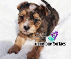 Pin On Puppies Cutest