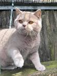 British Shorthair Colours and Patterns – Cuddleton British ...