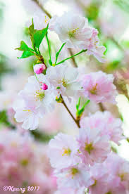 Blossom Bliss Flower Dome Sg Flowers Blossom Plants