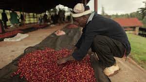Key exports such as tea, coffee, and floriculture require little or no processing. Inside The Kenyan Coffee Industry 2 Eye Opening Videos Perfect Daily Grind