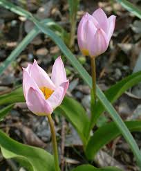 If tulips and hyacinths are high on your wish list, plant them anyway. Tulip Or Not Tulip Growing Tulips Successfully In The Southeast Finegardening