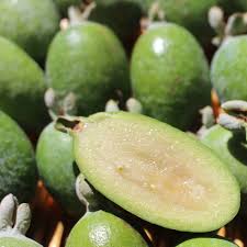 Image result for Feijoa sellowiana