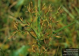 Image result for Rhynchospora gracillima