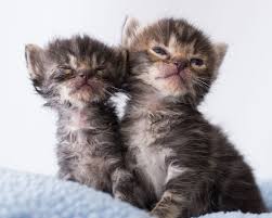 Uris Kitten Lady