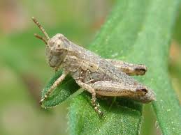 Baby Grasshopper Melanoplus Bugguide Net