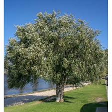 Image result for Agonis