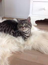 Tabby British Shorthair British Shorthair Cats British Shorthair Cats And Kittens