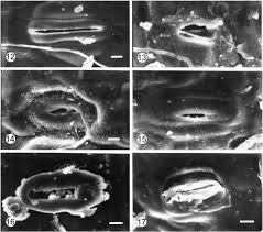 Image result for Brachyachne patentiflora