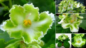 Our annual show and sale is coming up soon! My Violet African Violets