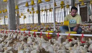 Itu pun cuma dua kandang ayam kecil dengan jumlah tidak hanya itu, seharusnya para peternak juga memperhatikan pengelolaan lingkungan di sekitar kandang ayam, seperti usai panen ayam langsung. Pabrik Dan Rumah Makan Banyak Tutup Peternak Ayam Rugi Puluhan Juta Beta News