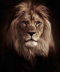 49 Interesting Facts about Lions. Lions are known for their strength and… |  by Skalindesign | Medium