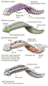 Platyhelminthes On The Inside Biology Zoology Teaching Biology