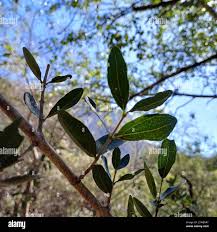 Image result for Strychnos madagascariensis