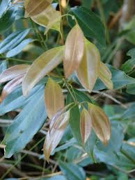 Cinnamomum aromaticum is produced in both china and vietnam. Cinnamomum Burmannii Wikipedia
