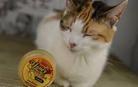 But most agree on some of the pros and cons of dry and wet. Can Cats Eat Honey Cats How