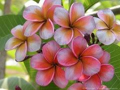 Maybe you would like to learn more about one of these? What Are The Rarest Plumeria