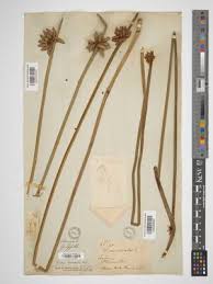 Image result for Schoenoplectiella mucronata