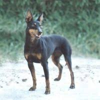 Manchester Terrier Puppies For Sale Pets4you Com