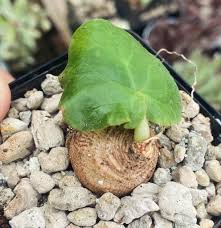 Image result for Dorstenia barnimiana