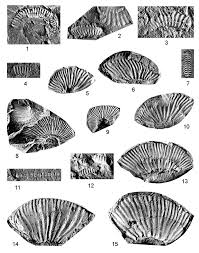 1. Bejucoceras simplecostatum Cantú-Chapa, Anahuac-1 well, core 12...
