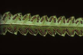 Image result for Cyclosorus interruptus