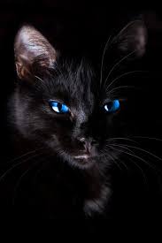 Beautiful Black Cat With Brown Eyes I M Wondering If The Eyes Are Photshopped Most Cats Have Blue Eyes As Kittens Then They Change Color It Is A Dream Of Mine Animals Beautiful Cats Pretty Cats