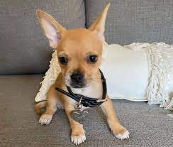 If you love the sweet face of the frenchie, you'll fall in love with the charms and good looks of the french bulldog chihuahua mix. Bullhuahuas Are They Good Family Dogs To Have K9 Web