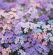Image result for Verbena × teasii